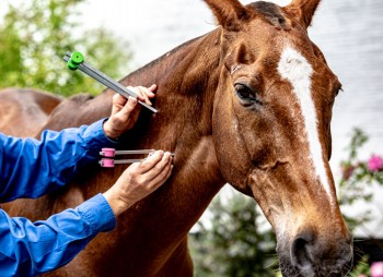 Equine Acutonics®