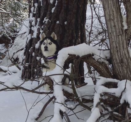 The Year of Dog