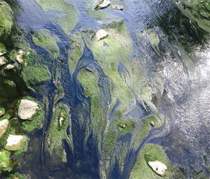 In Harmony with Earth