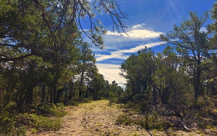 Sacred Presence: Forest Management at the Mothership