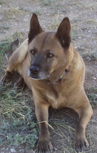 Year of the Dog by Ellen F. Franklin, PhD